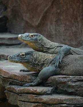 Komodo - National Park