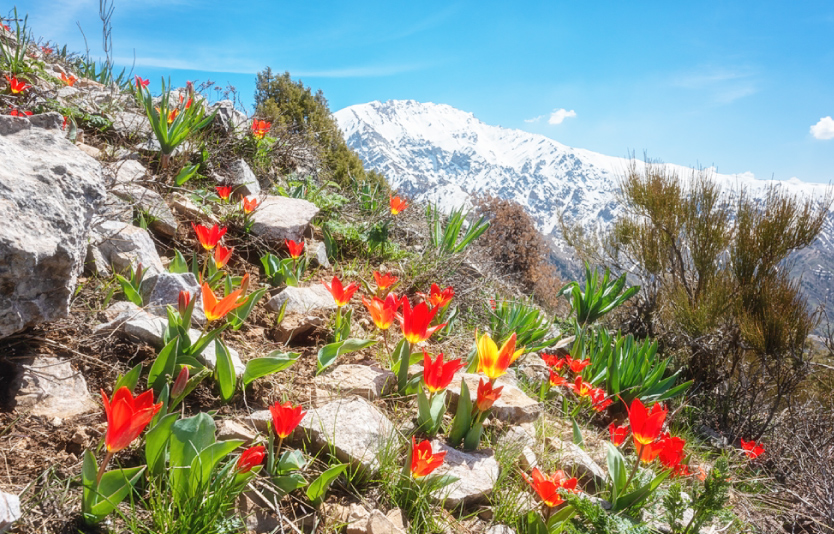 Natural Wonder of Ugam Chatkal National Park