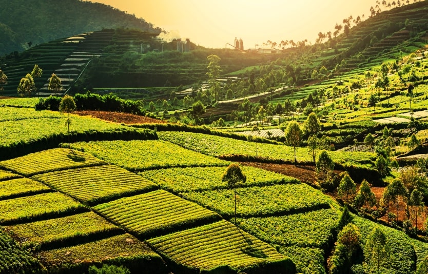Obtaining an e-Visa for Indonesia usually takes one to three working days