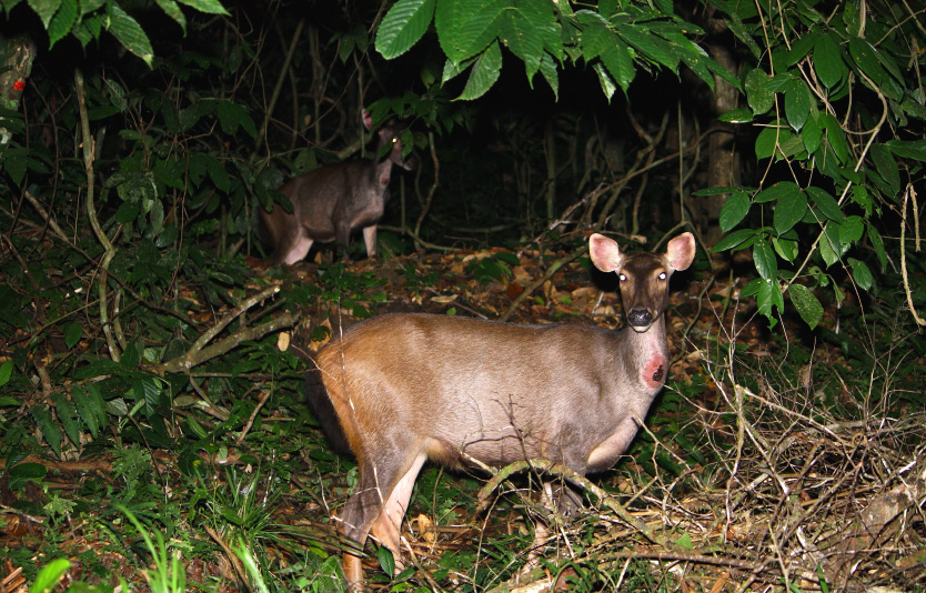 Sambar Deer - Danum Valley