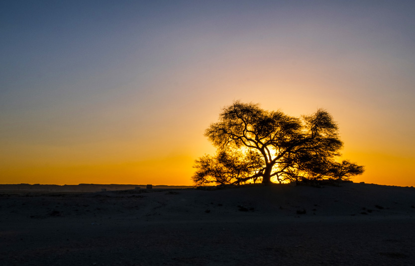 Sunrise at the Tree of Life