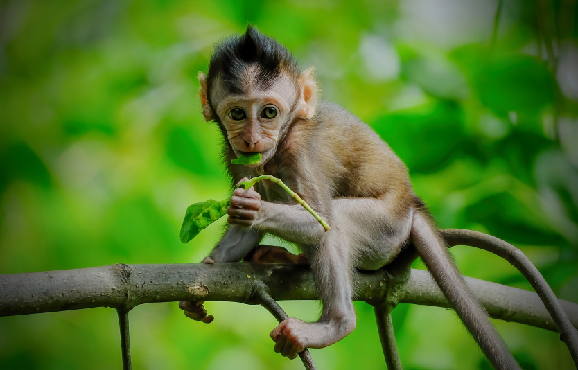 Taman Negara's Long-tailed macaques 