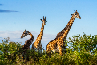 Travel Gallery to Tanzania Travel Gallery to Tanzania