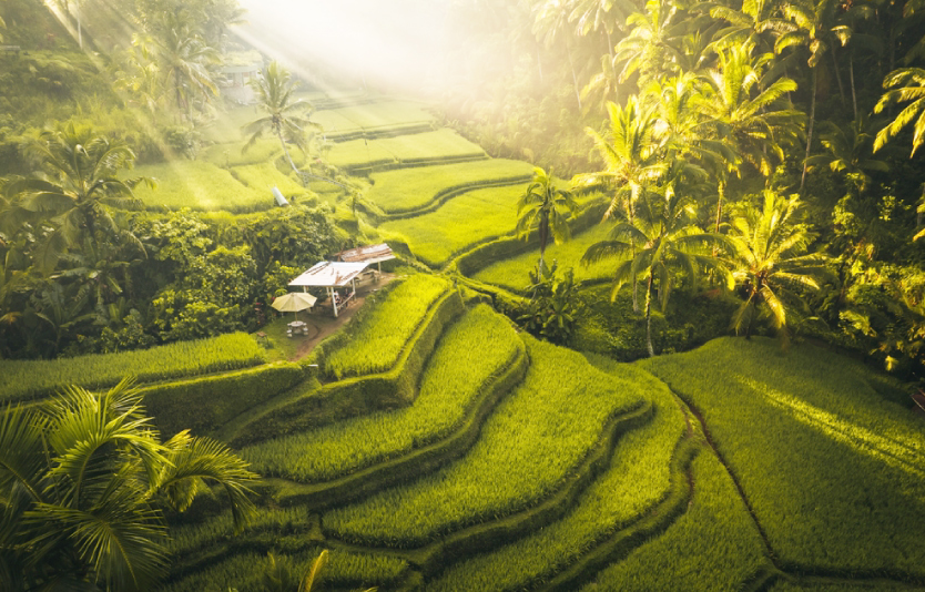 Tegalalang Rice Terrace Bali