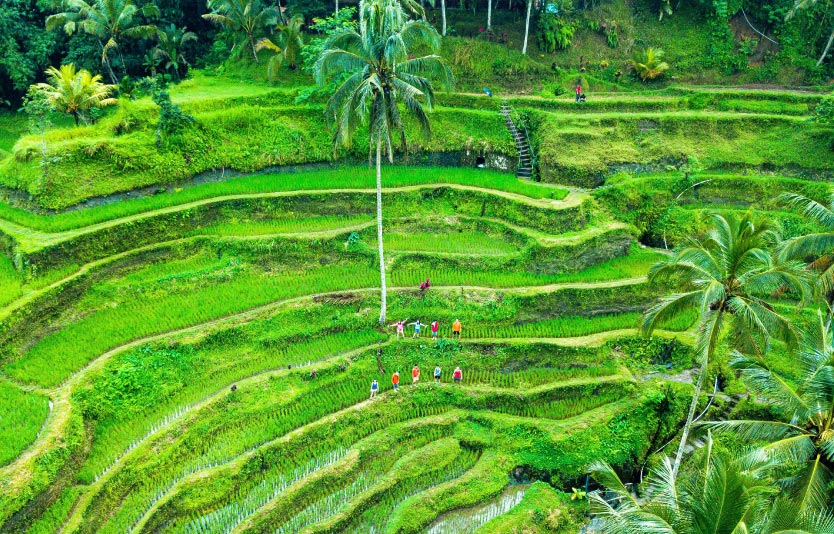 Tegalalang Rice Terraces