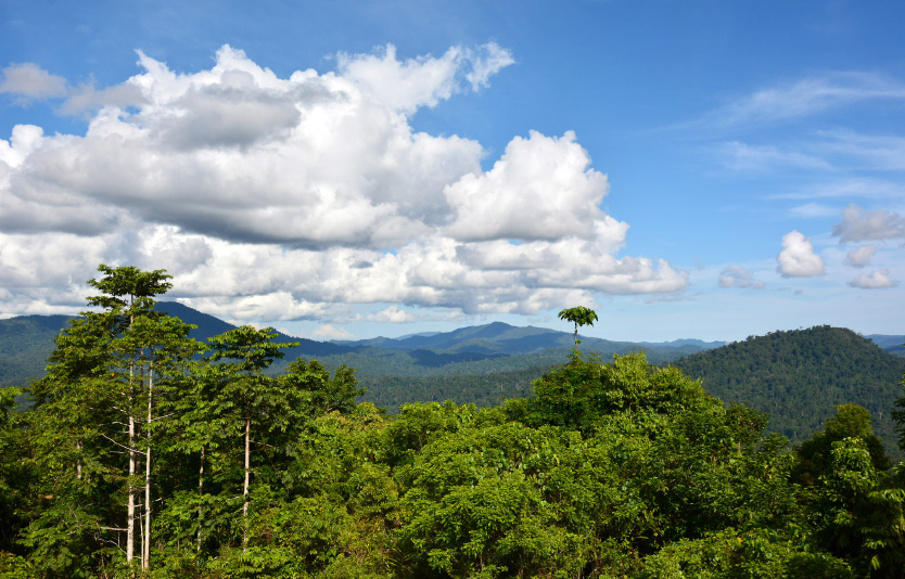 The majestic primary rainforest of Danum Valley