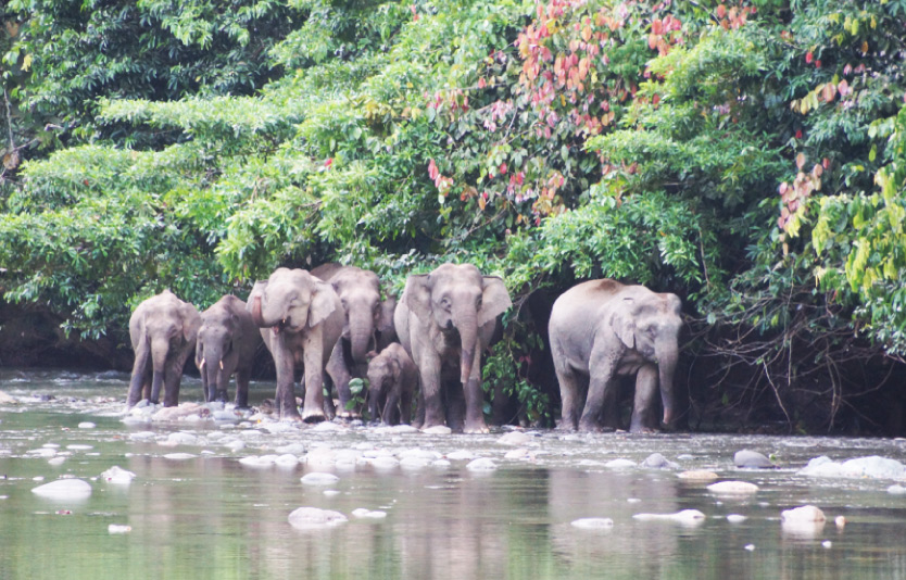 Wildlife Kinabatangan river Wildlife Kinabatangan river