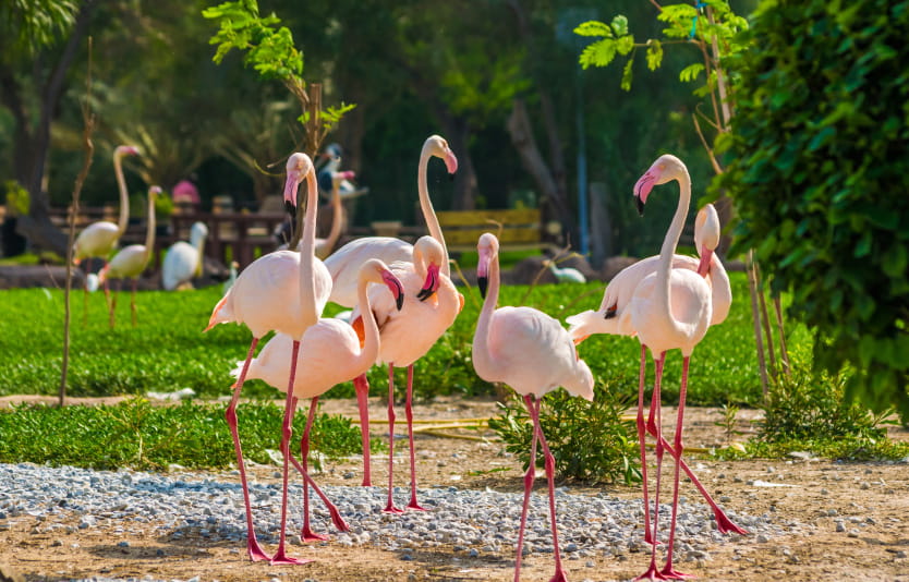 Wildlife park in Bahrain