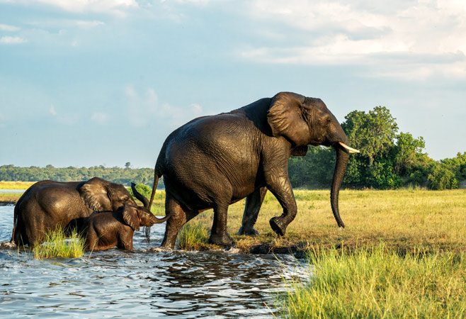 Elephant Herds Crossing the Chobe River