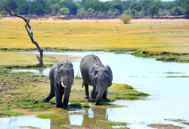 Elephants Crossing the Lagoon at Big Lagoon Camp Zambia