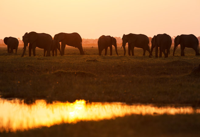Savuti Marsh Sunset, Chobe National Park