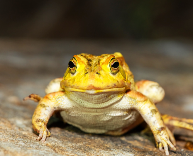 A beautiful Lemaire’s Toad (Sclerophrys lemairii) near the barotse floodplain, western Zambia