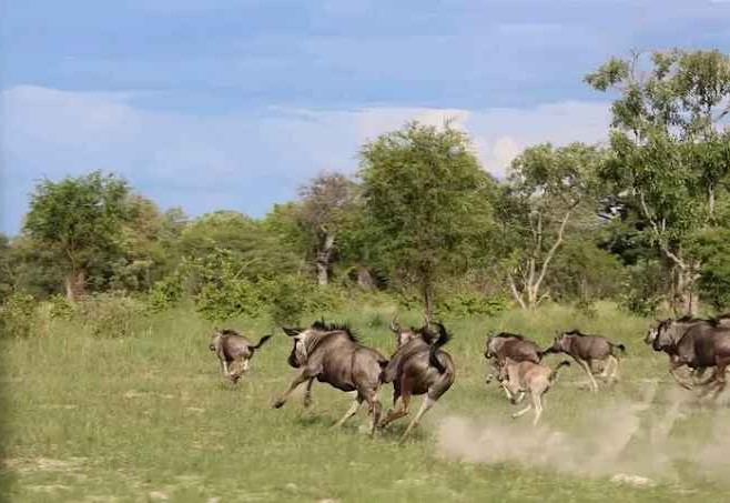 Discover unique animals and birdlife in Sioma Ngwezi, Zambia
