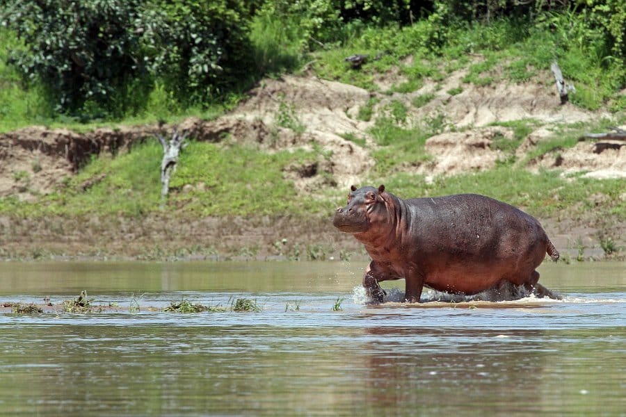 Meet the mighty hippos of Luambe National Park at sunset