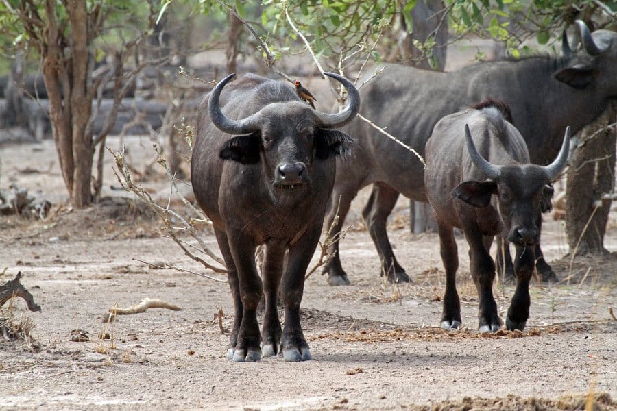 Watch buffalo herds gather at dusk in Luambe National Park