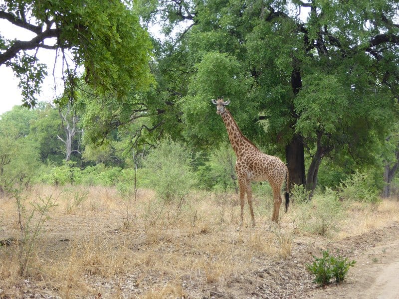 Giraffes roam freely in Luambe National Park - grace in every step