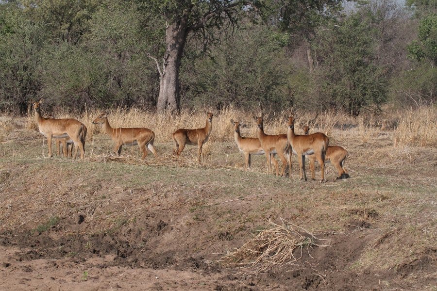 Explore Zambia’s hidden gem - Luambe National Park is calling